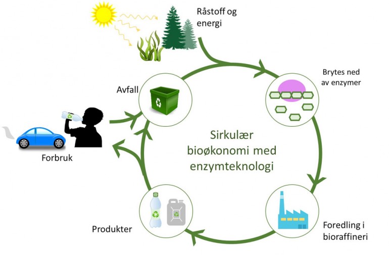 Illustrasjon som viser den sirkulære bioøkonomien.