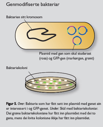Genmodifisering av bakterie.
