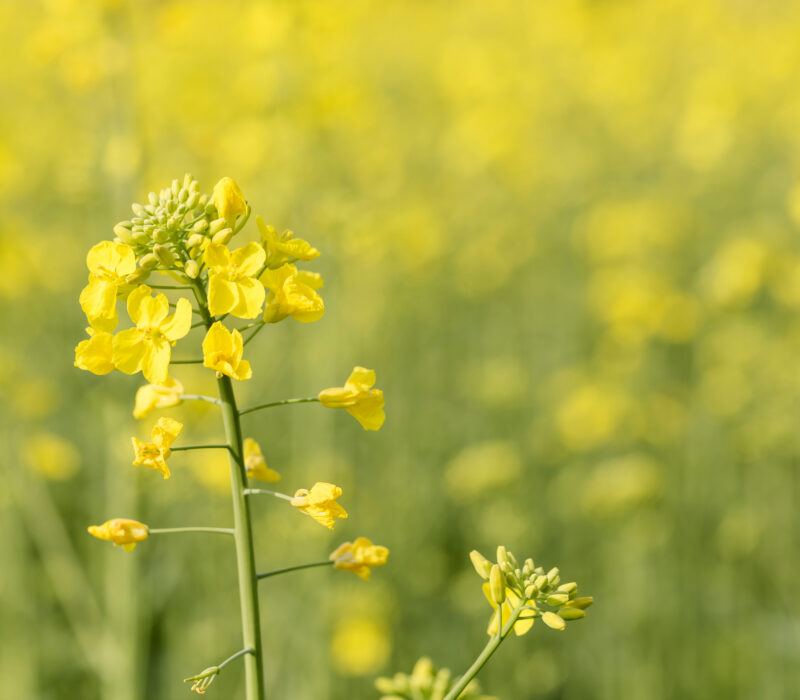 EU vil regulere genredigert mat som GMO