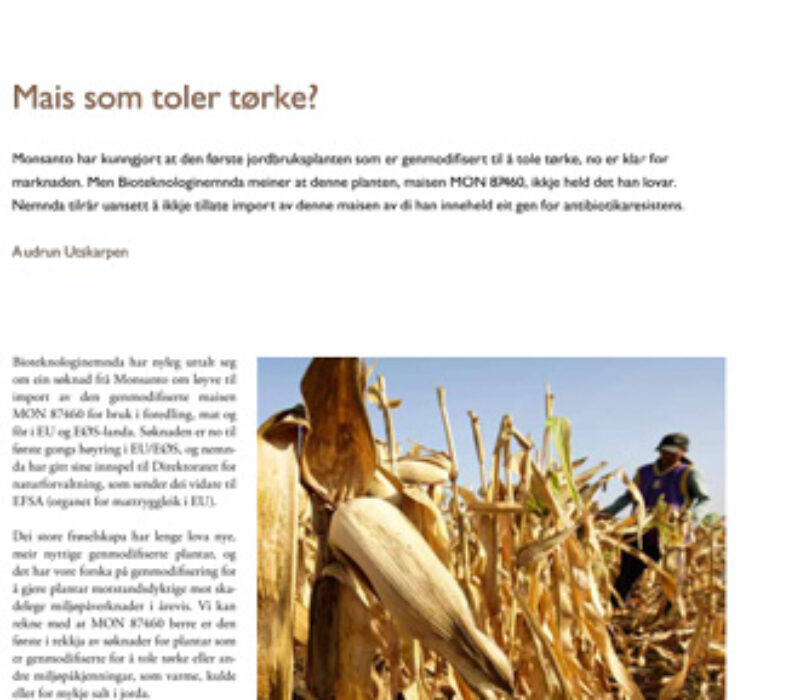 Mais som toler tørke?