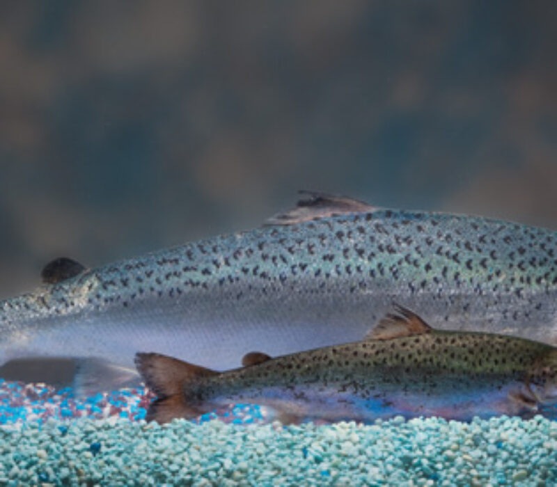 Genmodifisert laks med ekstra veksthormon