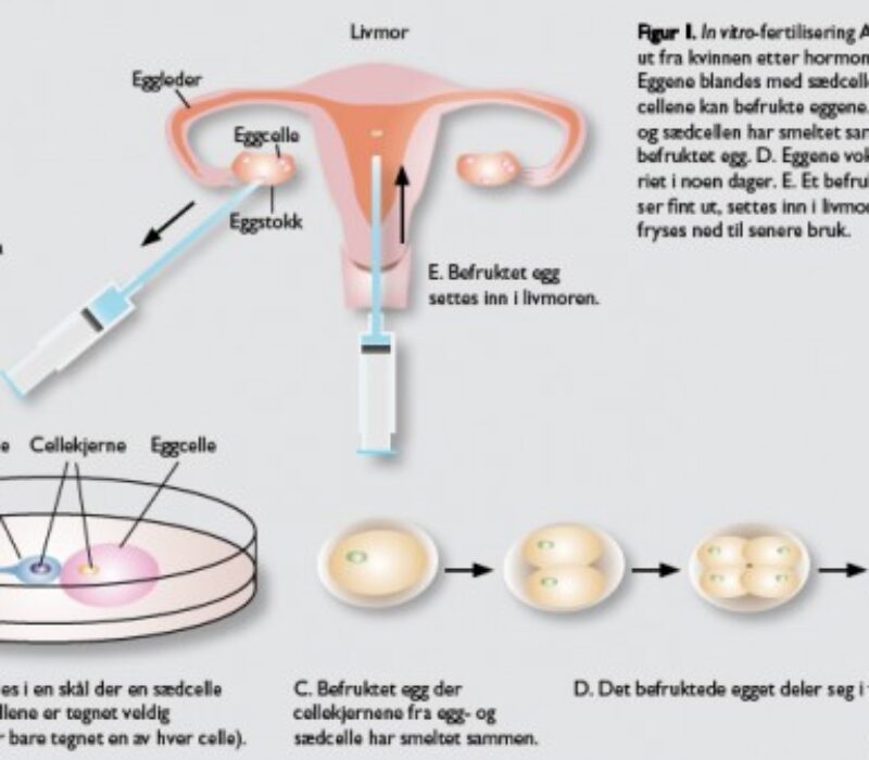 Nobelpris til prøverørsbefruktningens far