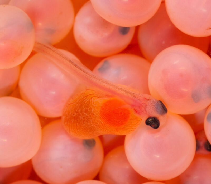 Avlsarbeid – viktig bidrag til fremgang i norsk fiskeoppdrett