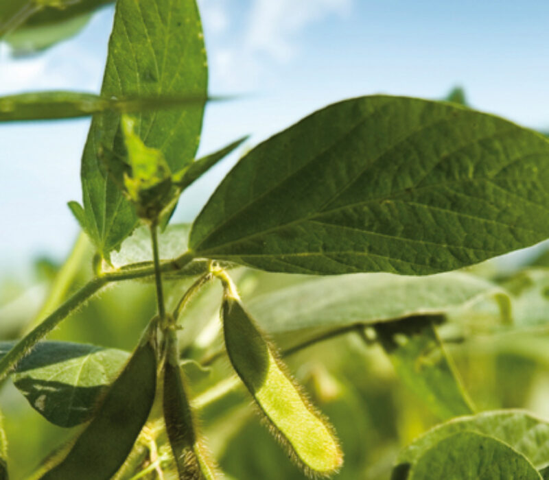 Olje frå genmodifisert soya som erstatning for raps- og olivenolje