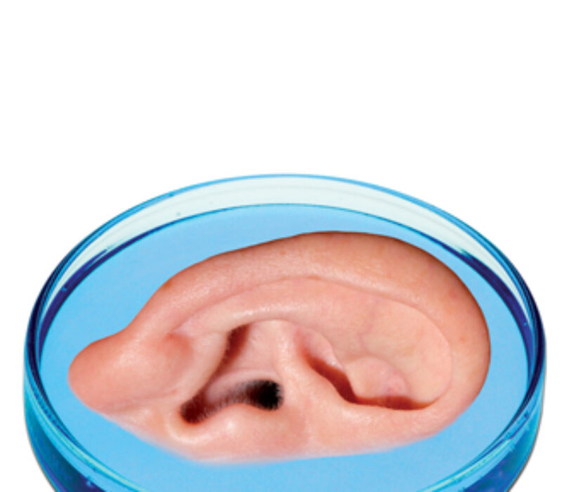 Nytt temaark om stamceller og kloning