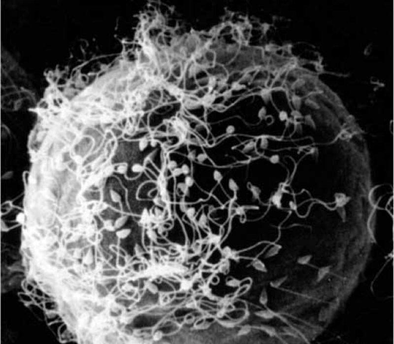 Les Bioteknologinemndas uttalelse om eggdonasjon