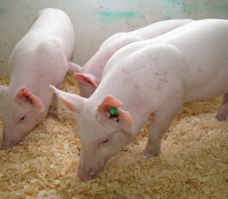 Risikovurdering av mat og fôr frå genmodifiserte dyr