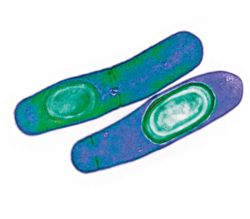 Ny medisin mot bakterieinfeksjon