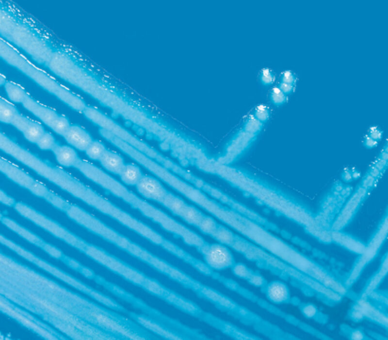 Syntetisk biologi: Genmodifisert bakterie drep annan bakterie