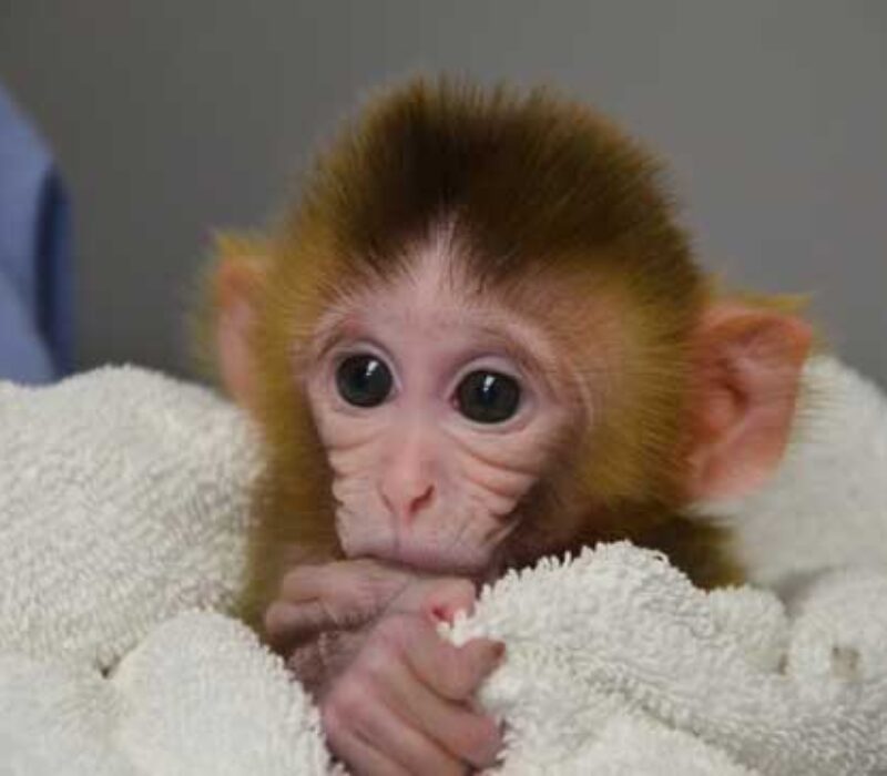 Ape med mange foreldre