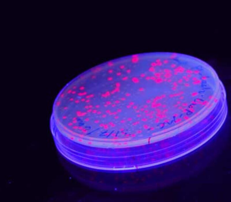 Konkurrerte i bakteriedesign