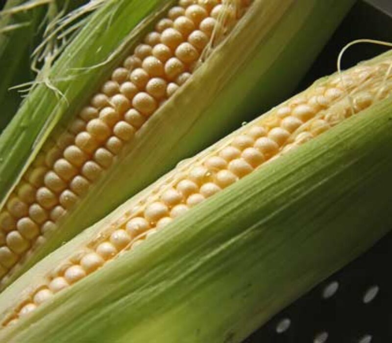 Ope møte: Genmodifiserte plantar og berekraft