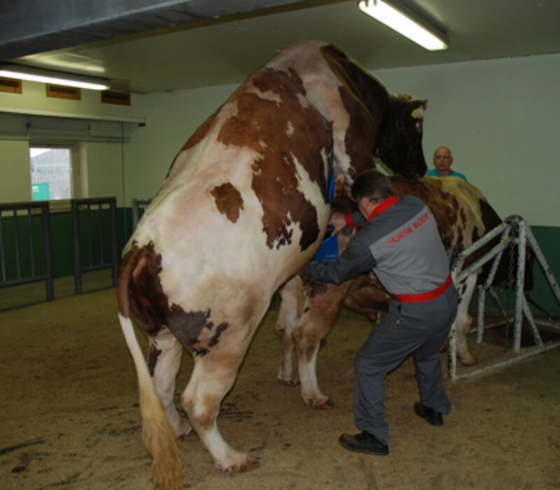 Gentesting i fjøset: Kven blir den nye eliteoksen?