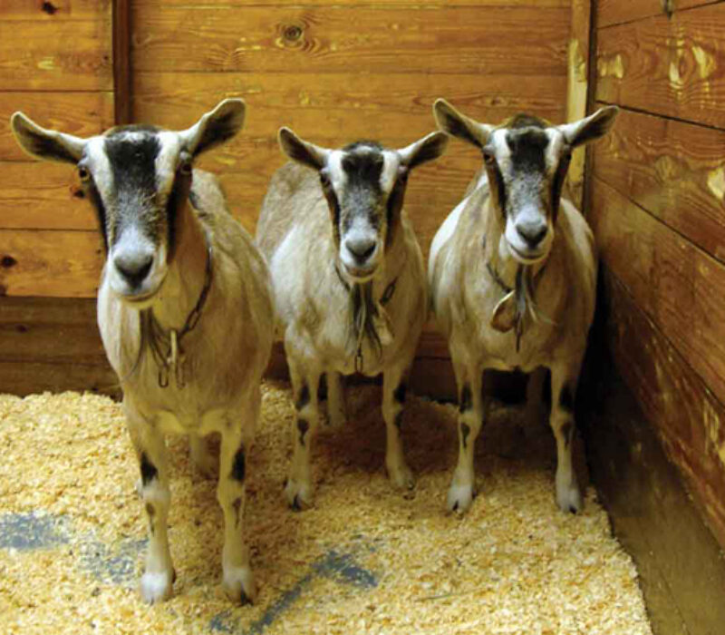 Klonede geiter har det bra