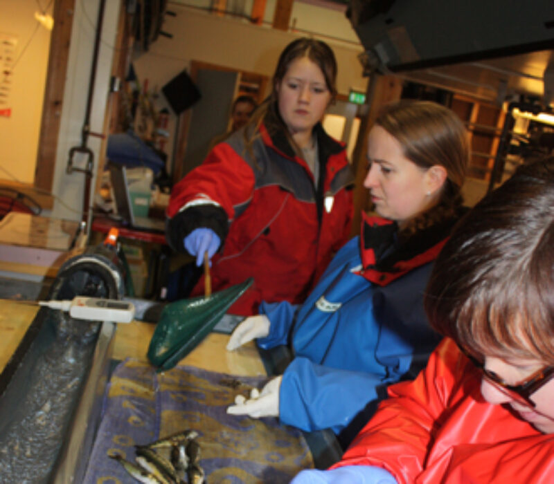 Vil spore rømt oppdrettslaks