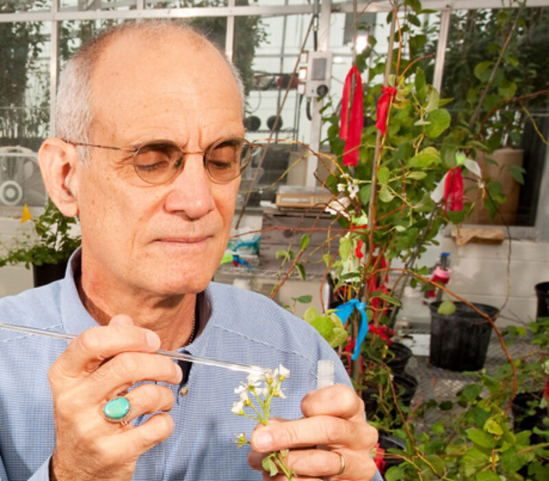 Bare litt genmodifisert?