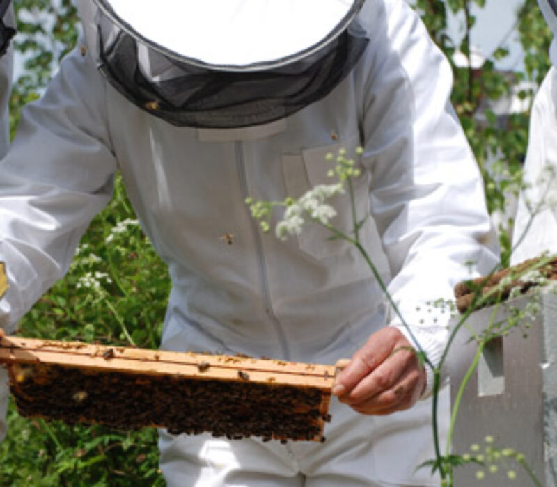 Genmodifisert honning?