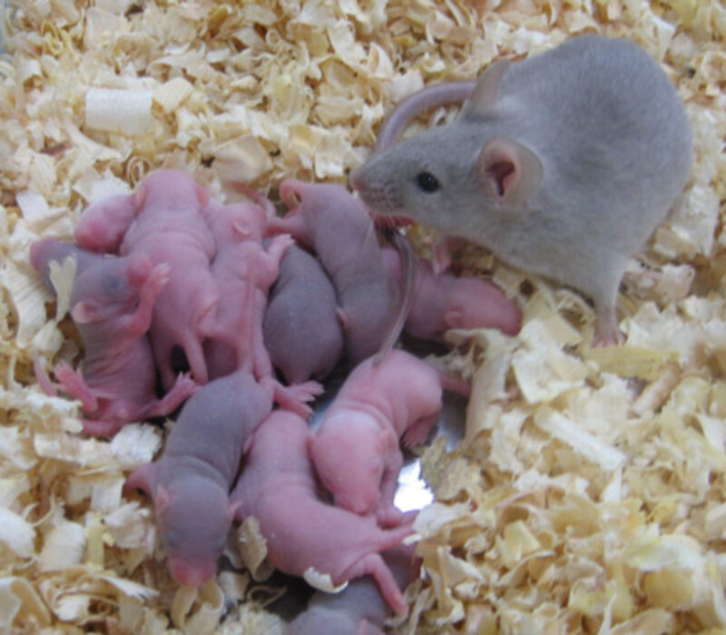 Stamceller fra mus ble til eggceller