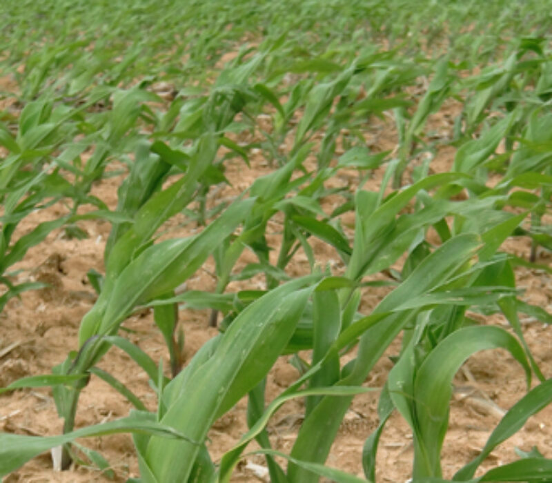 Slutt på økologisk mais