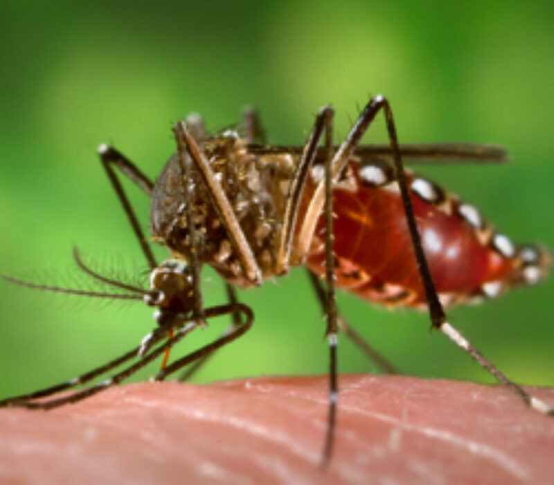 Genmodifiserte mygg på frifot