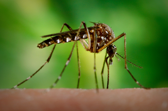 Homygg av arten Aedes aegypti som syg blod av eit menneske. Det er slik myggen spreier smitte. Foto: Centers for Disease Control and Prevention / James Gathany