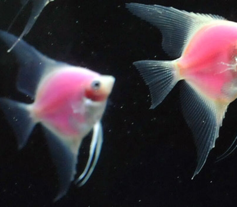 Selvlysende og kontroversielle