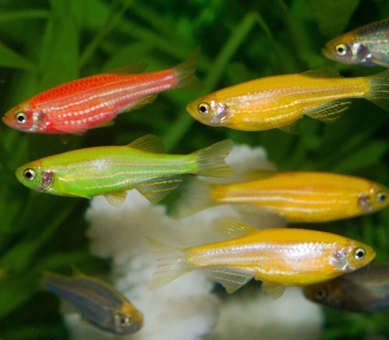 Genmodifiserte fisker i Norge