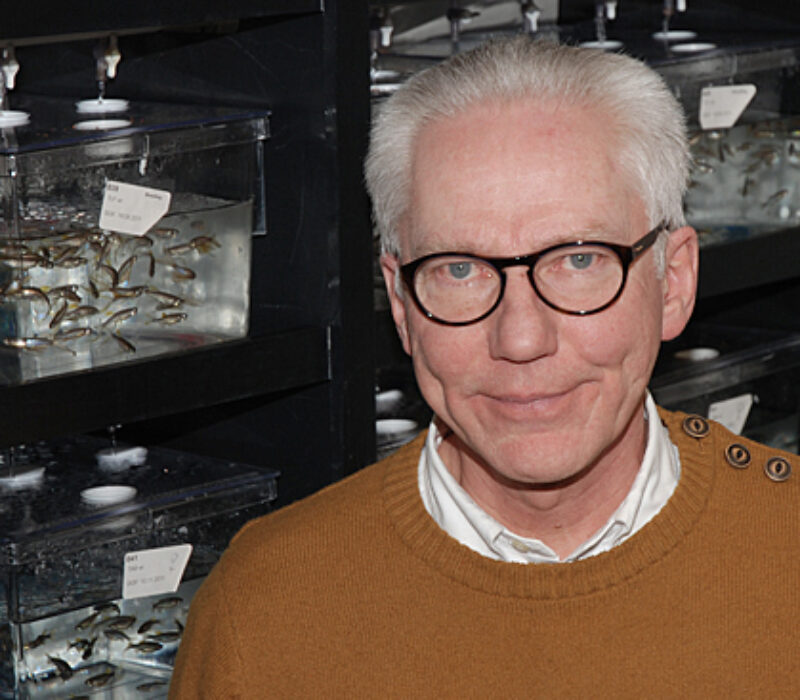 Slik bruker forskerne genmodifiserte fisker