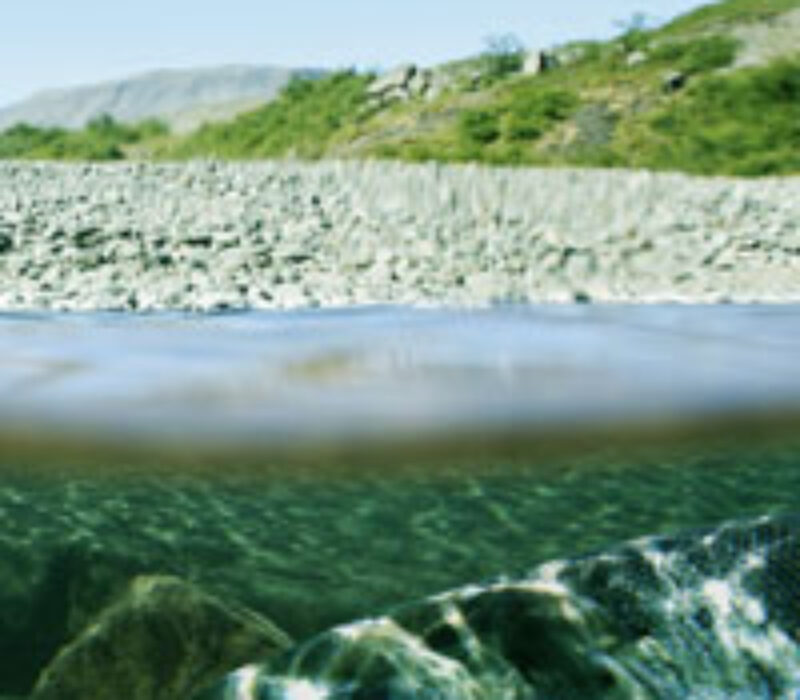 Korleis laksen vart husdyr