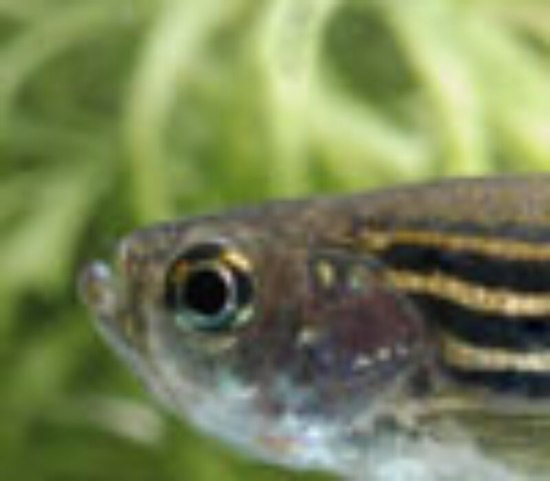 Den stripete supermodellen