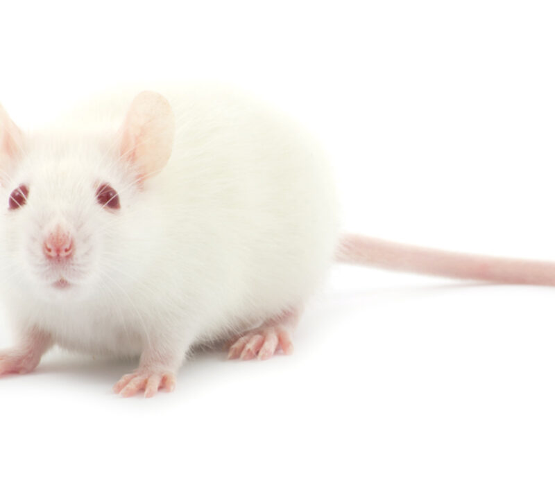 Omstridt GMO-studie trukket tilbake