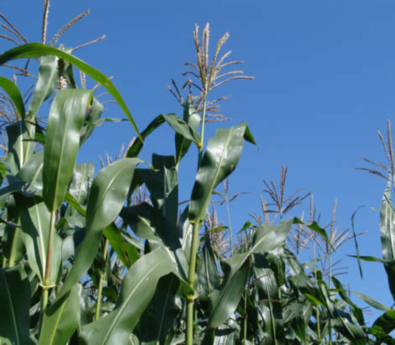 Ja til import, nei til dyrking