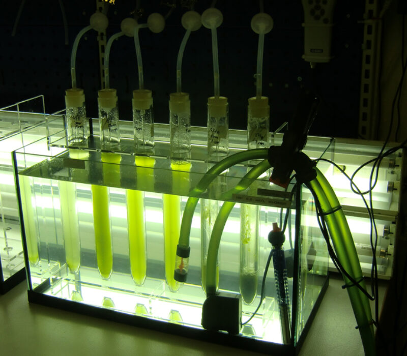 Algeoppblomstring i Tananger