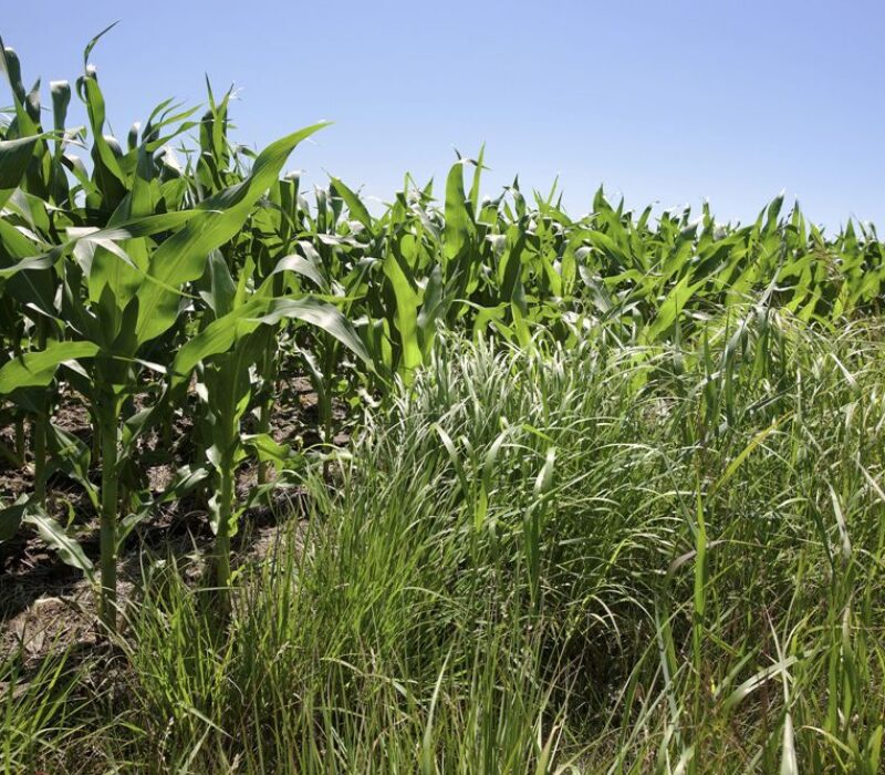 Cellulose på tanken