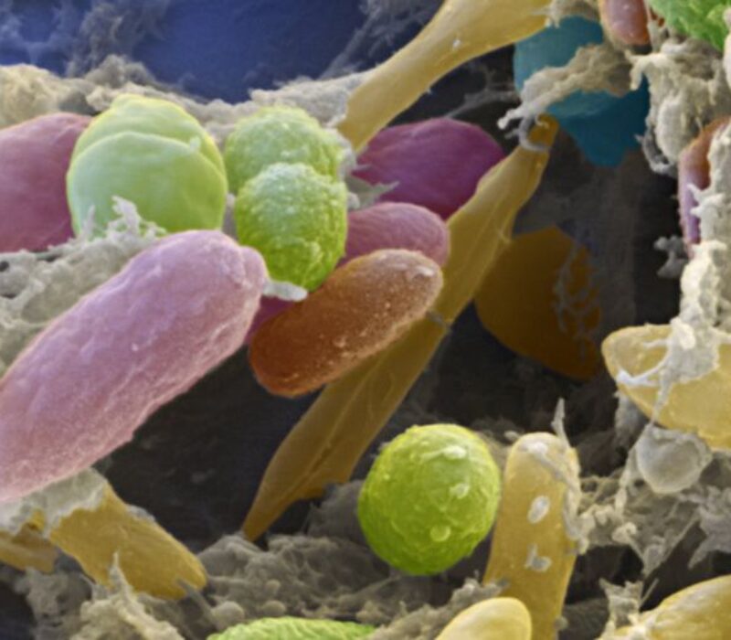 Tarm til tarm-metoden