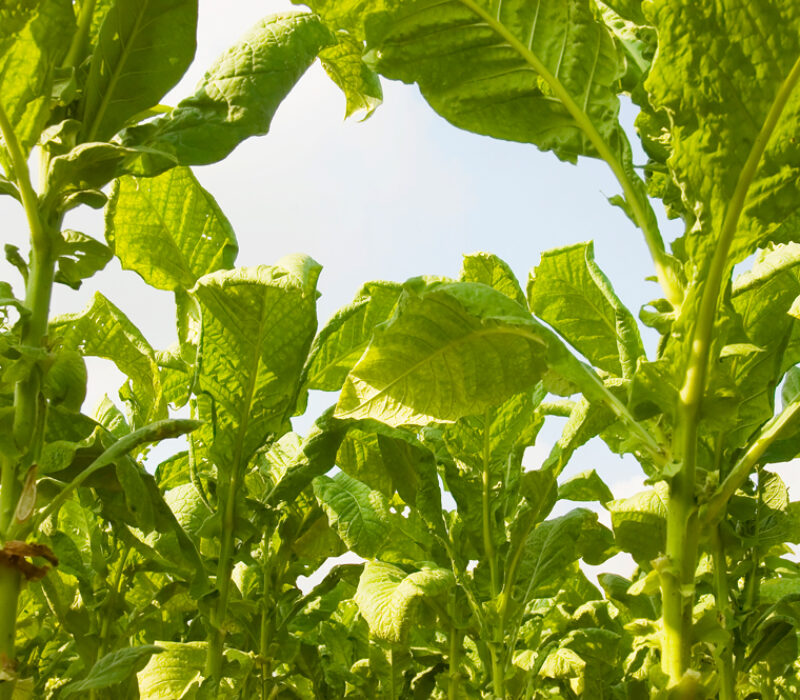 Eksperimentell ebolamedisin fra genmodifiserte planter