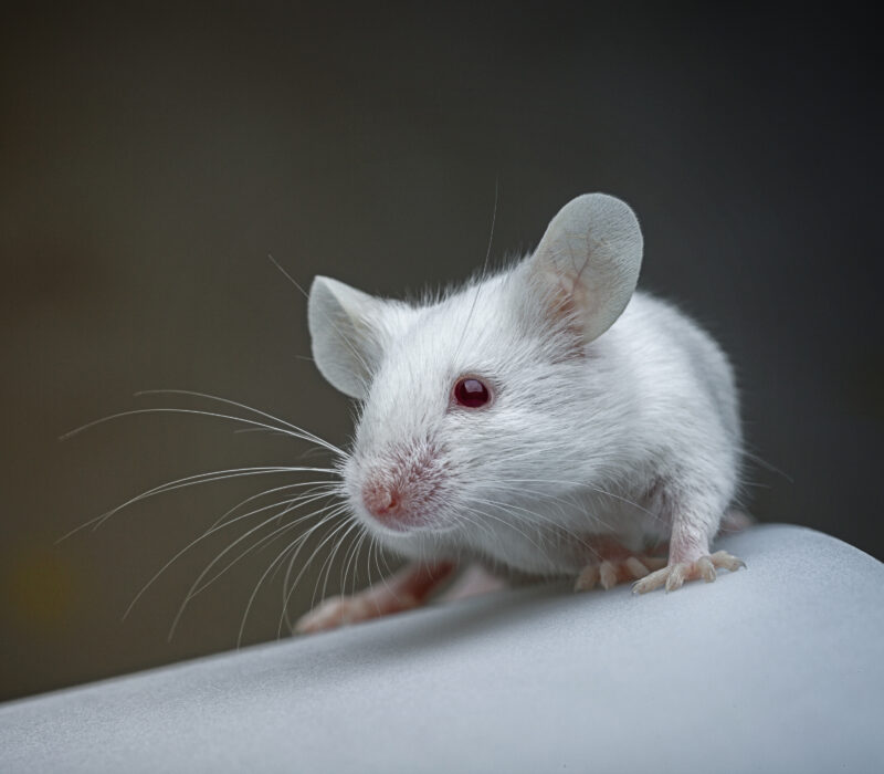 Kartleggingsverktøy for museembryoet