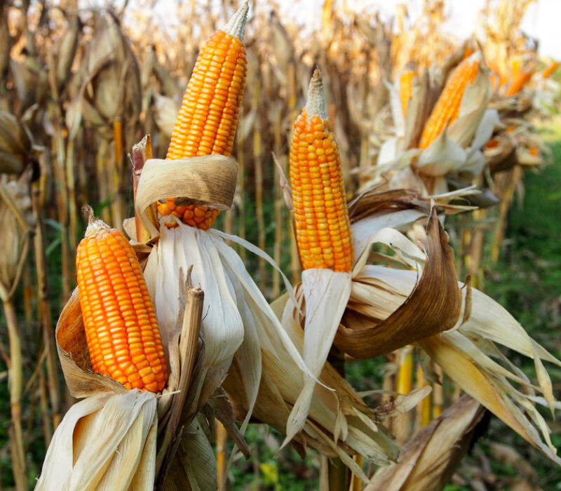 Regjeringa forbyr GMO-raps og -mais