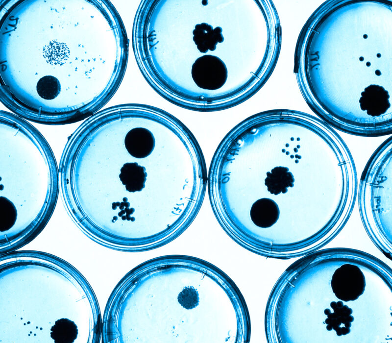 Vil ikkje ha GMO-ar med gen for antibiotikaresistens