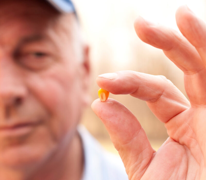 NI GMO-produkt kan omsetjast i Noreg