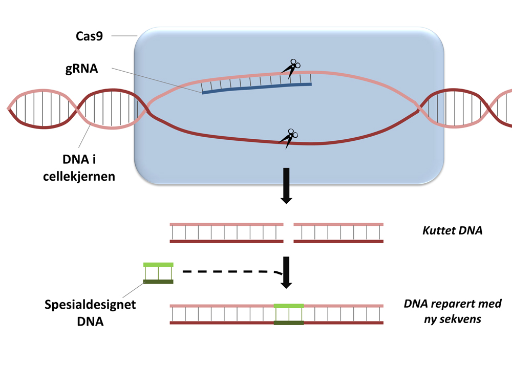 Crispr cas9 технология презентация - 89 фото