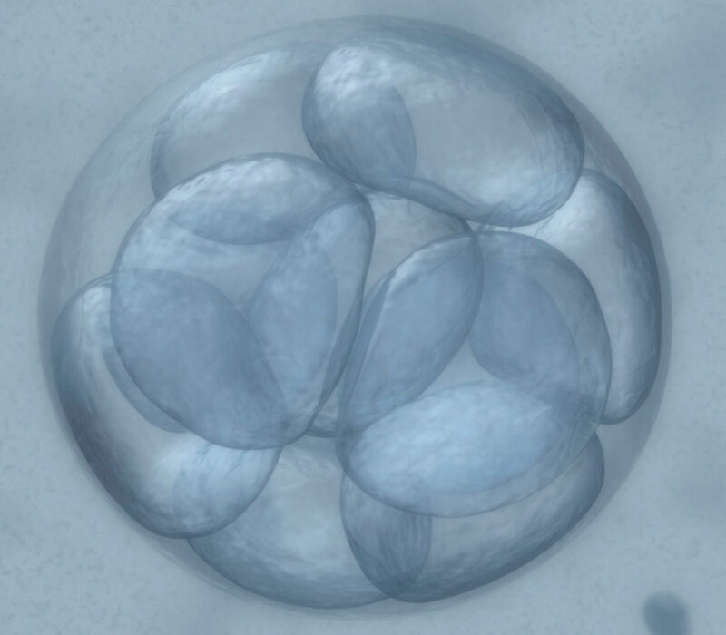 På vei mot det genmodifiserte mennesket?