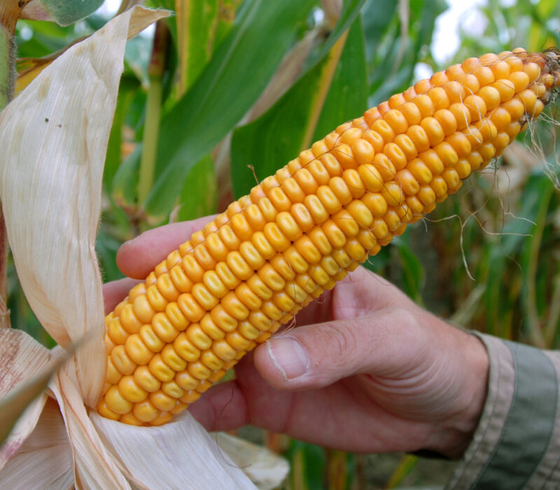 EU-land forbyr GMO-dyrking