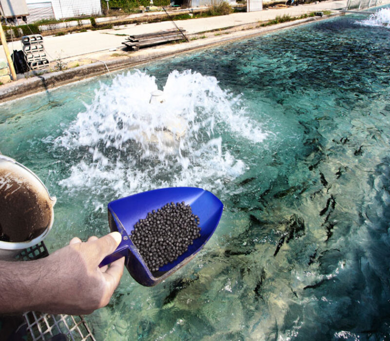 Forsøk med genmodifisert fiskefôr