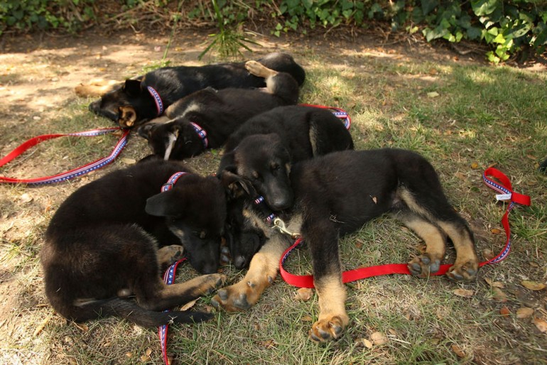 Fem klona hundekvelpar