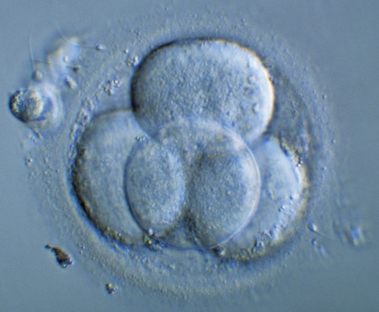 Embryo på 4-cellersstadiet