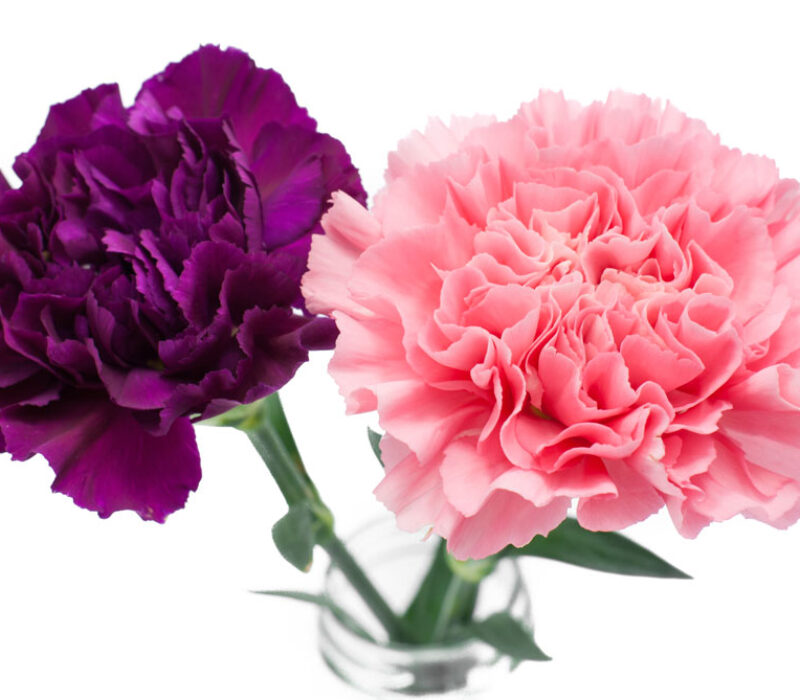 Bioteknologirådet vil tillate genmodifiserte nellikar