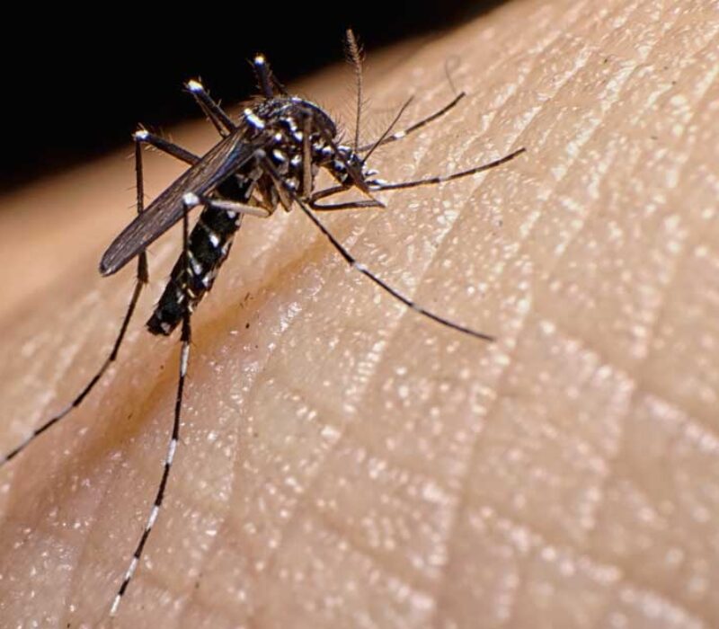 Sjå video frå frukostforedrag om gen-drivarar