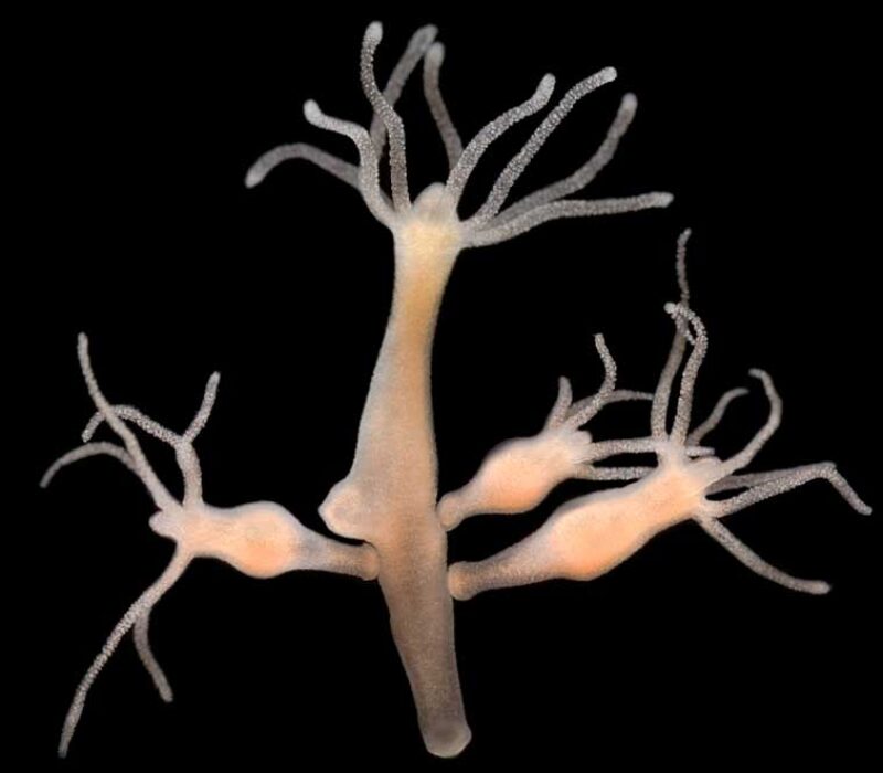 Kilden til evig ungdom?