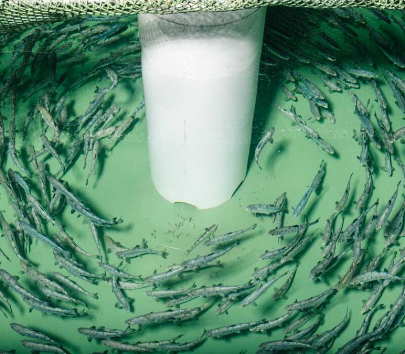 Vil ta GMO-laks ut i verda